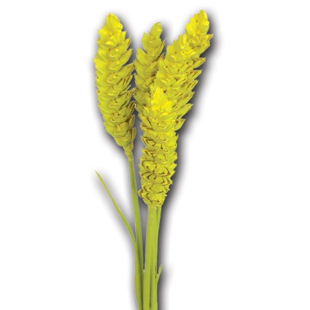 Wheat 'yellow' Triticim