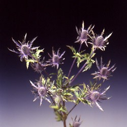 Eryngium 'alpinum' Eryngium alpinum