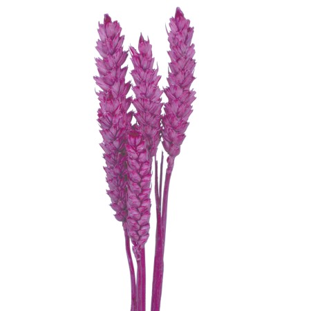 Wheat 'lilac' Triticim