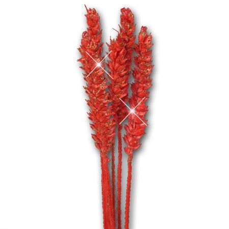 Wheat 'red red glitter' Triticim