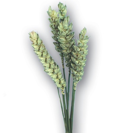 Wheat 'natural' Triticim