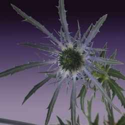 Eryngium 'planum Bluebell' Eryngium planum