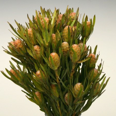 Leucadendron Salignum LCD salignum