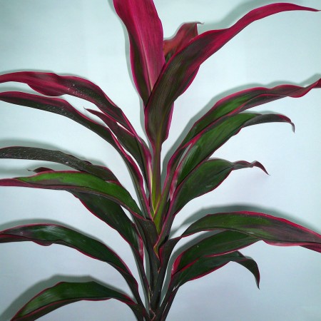 Cordyline 'Beauty Top' Cordyline terminalis