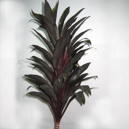 Cordyline 'Black Star Top' Cordyline terminalis