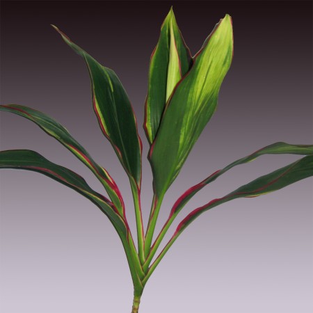 Cordyline 'Lemon Red Edge Top' Cordyline terminalis