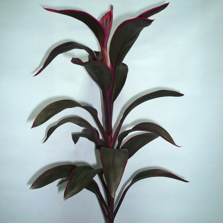 Cordyline 'Red Compactor' Cordyline terminalis