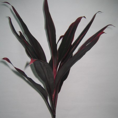 Cordyline 'Ruby Red Top' Cordyline terminalis