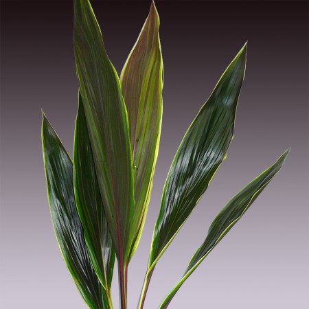 Cordyline 'Coco Top' Cordyline terminalis