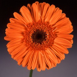 Gerbera 'Optima' Gerbera