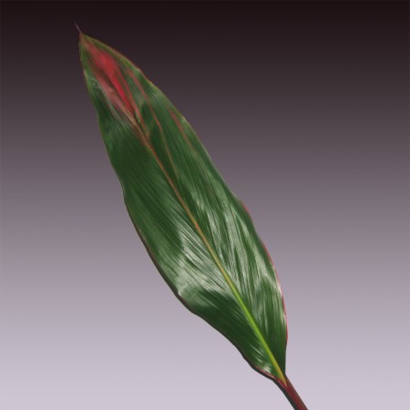 Cordyline 'Pink Edge' Cordyline terminalis