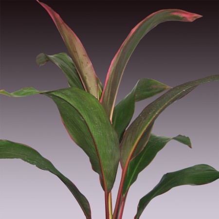 Cordyline 'Pink Top' Cordyline terminalis