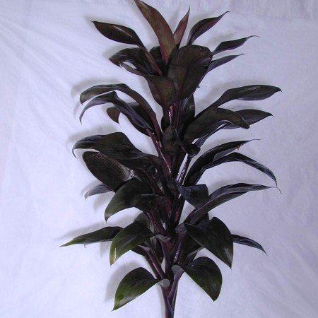 Cordyline 'Purple Compactor' Cordyline terminalis