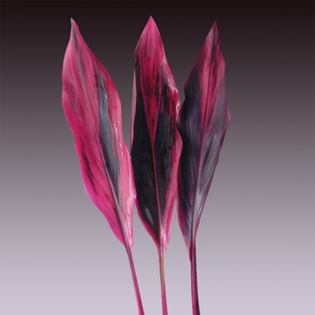 Cordyline 'Red' Cordyline terminalis