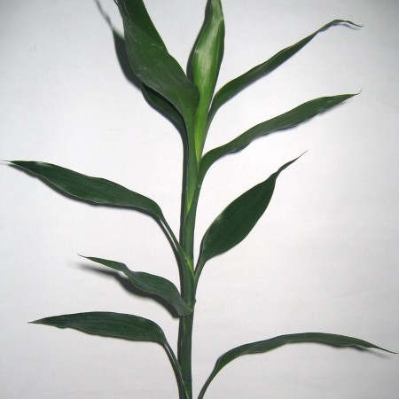 Dracaena 'Green' Dracaena