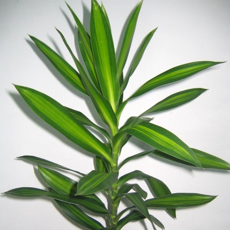 Dracaena 'Song of Jamaica' Dracaena