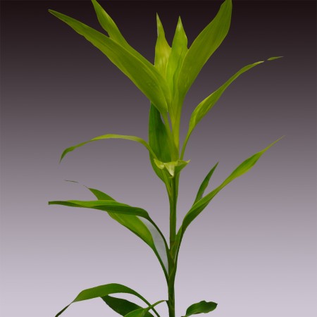 Dracaena 'Sandriana Gold' Dracaena
