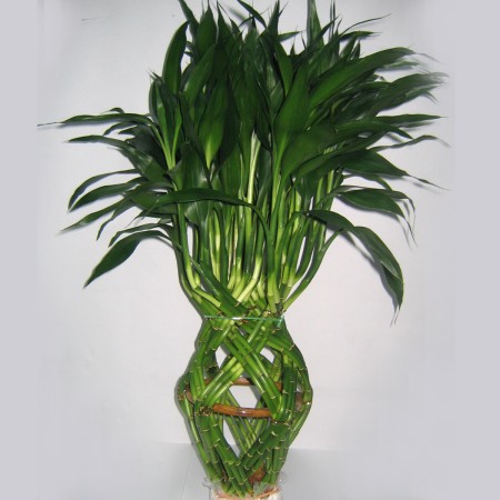 Dracaena Topiary Dracaena