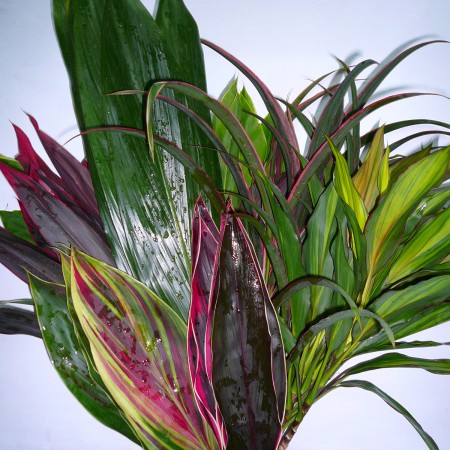 Cordyline Mix