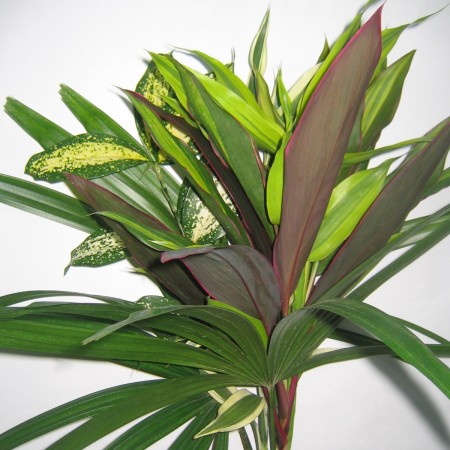 New Green Bouquet Dracaena