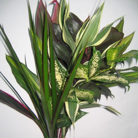 Tropical Mix Dracaena