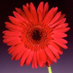 Gerbera 'Meluez' Gerbera