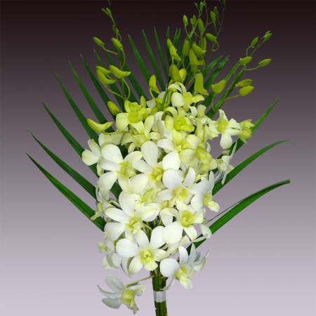 5 Dendrobium White + 1