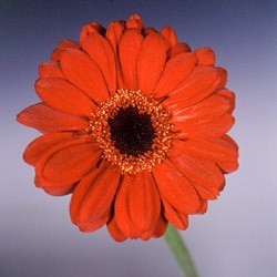 Gerbera 'Salsa' Gerbera