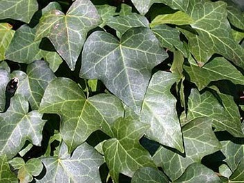 Ivy 'Green' Hedera Helix  vars