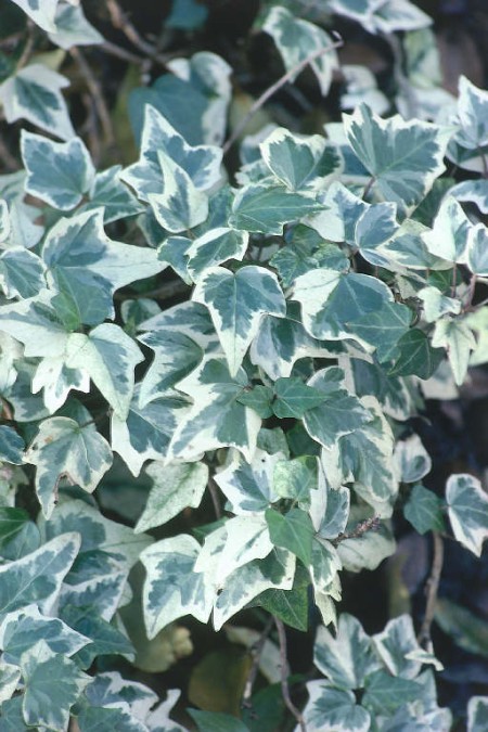 Ivy 'Varigated' Hedera Helix  vars