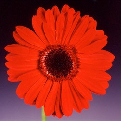 Gerbera 'Beauty' Gerbera