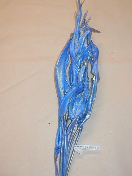 Strelitzia Leaves 'Painted Blue' Strelitzia reginae