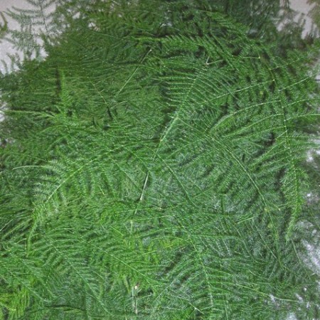 Asparagus Fern Pima 'plumoses'