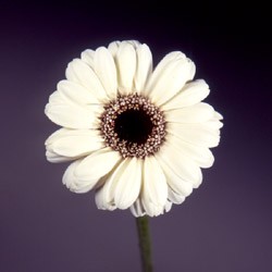 Gerbera 'Musette' Gerbera