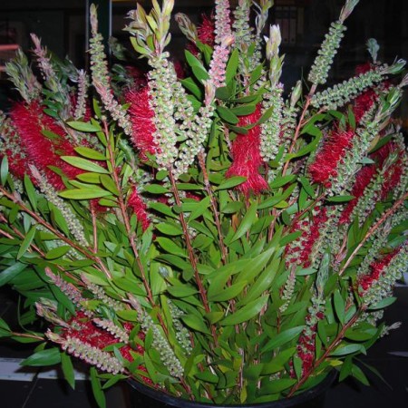 Bottle Brush Callistemo