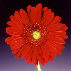 Gerbera 'Passion' Gerbera