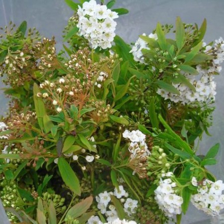 Spirea Spirea