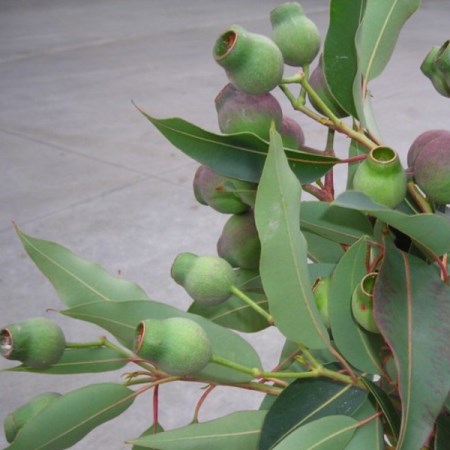 Eucalyptus 'Robusta bells' Eucalyptus