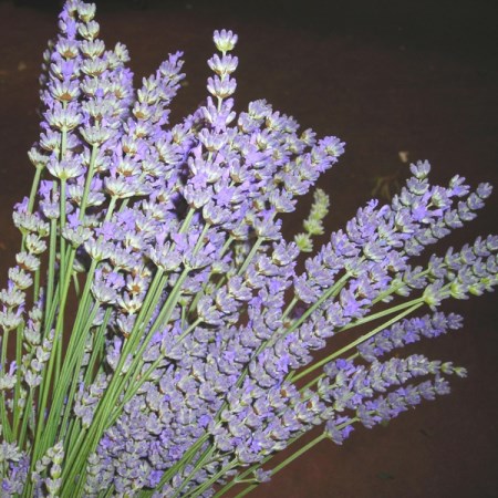 Lavender 'flowering' Lavander