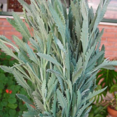 Lavender 'Dentata' Lavander