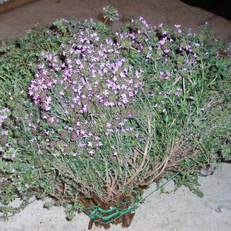 Thyme