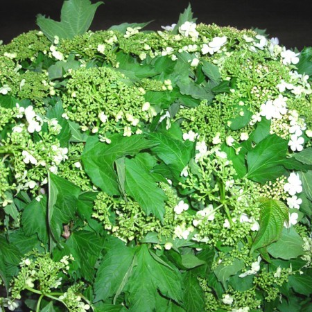 Viburnum 'Compatto'