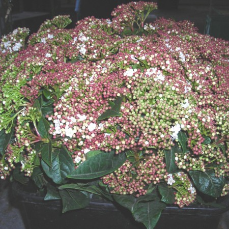 Viburnum 'Macrophila' Viburnum macrocephalum