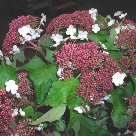 Viburnum 'Onondaga'