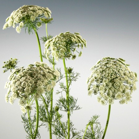 Ammi visnaga Ammi visnaga