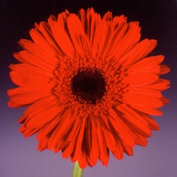 Gerbera 'Zigrid' Gerbera