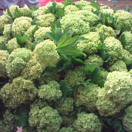 Viburnum 'Snow ball' Viburnum opulus