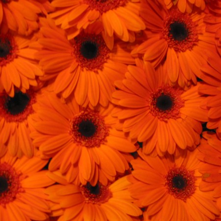 Gerbera gerbera