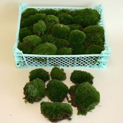 Bowl Moss Bolmos