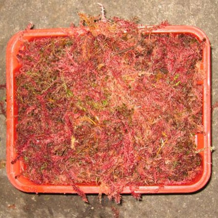 Spagnum Moss 'red'